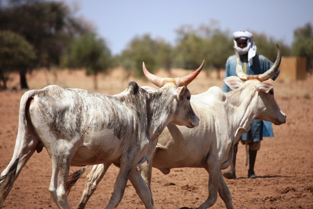 Des bouviers conduisants des troupeaux de boeufs au Sahel. Image d'illustration