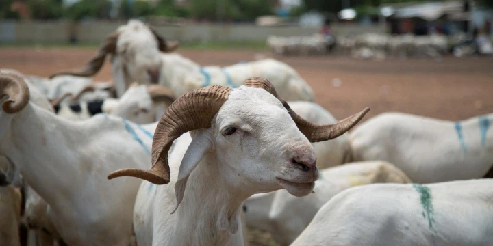 Des moutons pour la Tabaski au Bénin. Image d'illustration